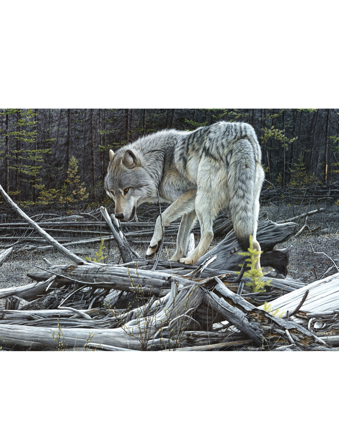 Puzzle in Collector's Tin | Artist Series by Edward Spera